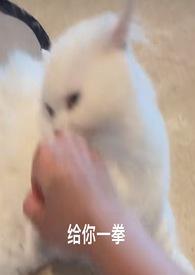 喵喵（1）